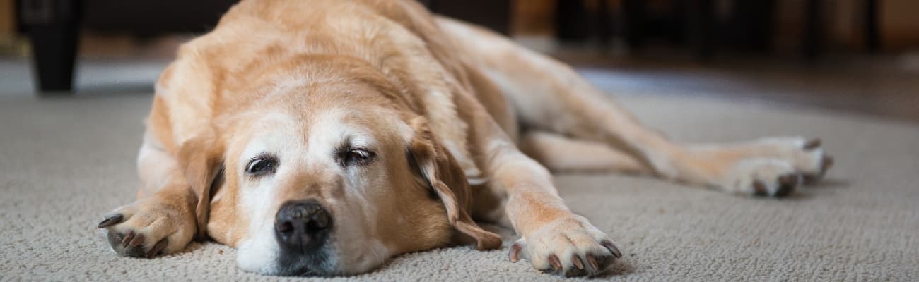mueder-golden-retriever-schlaeft-auf-einem-teppichboden