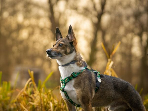 mischlingshund-mit-geschirr-in-der-natur