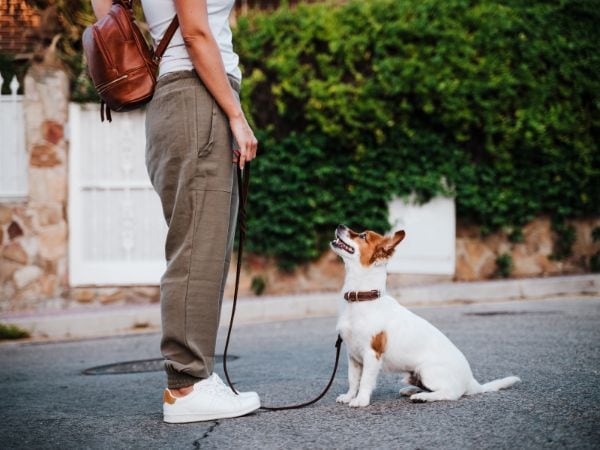 niedlicher-jack-russell-terrier-mit-halsband-und-leine