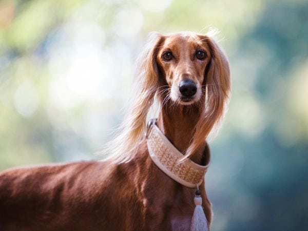 windhund-mit-breitem-halsband