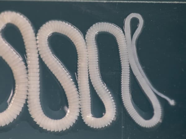 bandwurm-vor-dunklem-hintergrund