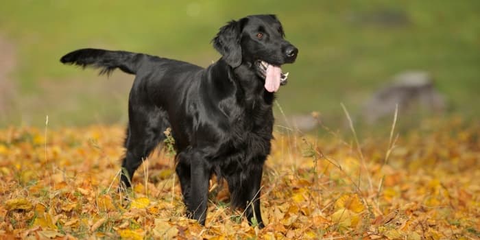 deutscher-jagdhund-blickt-in-die-ferne