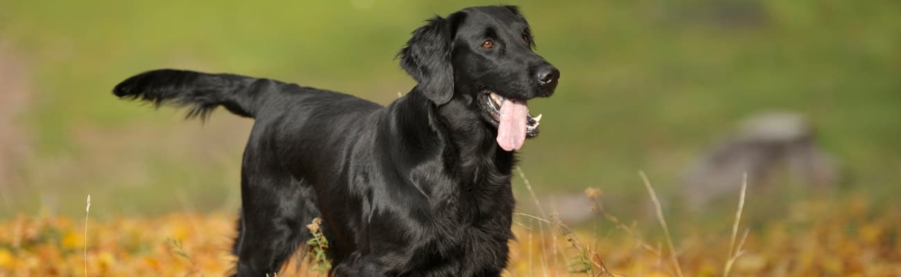 deutscher-jagdhund-blickt-in-die-ferne