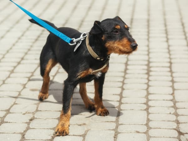 deutscher-jagdterrier-geht-an-einer-blauen-leine