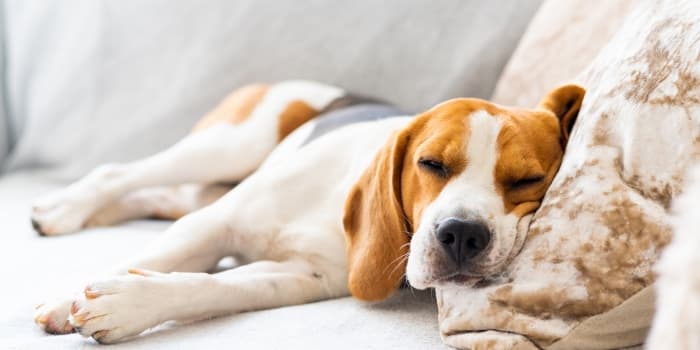 erschoepfter-hund-liegt-auf-einem-kissen