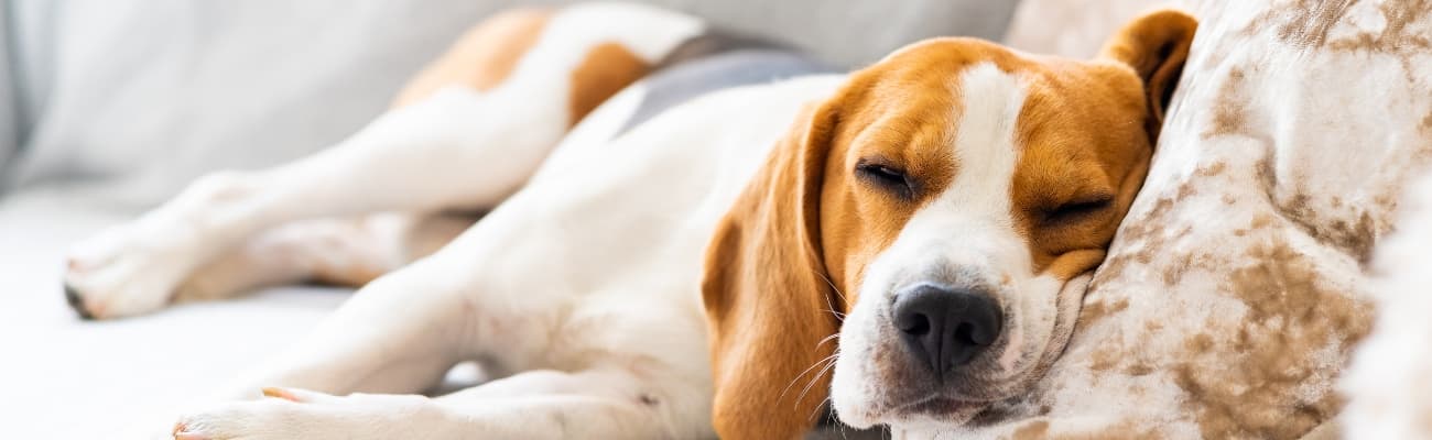 erschoepfter-hund-liegt-auf-einem-kissen