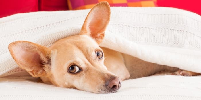 hund-liegt-muede-unter-einer-decke