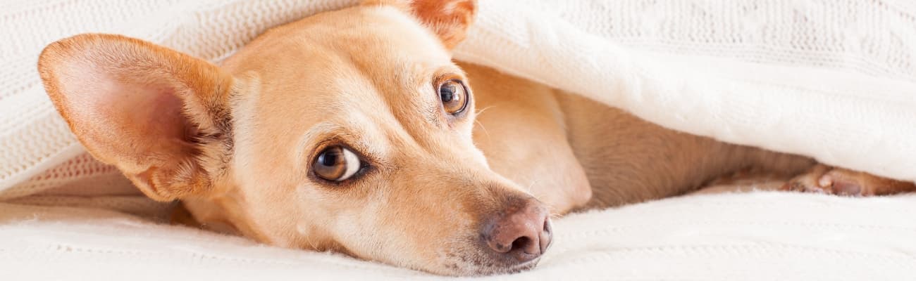 hund-liegt-muede-unter-einer-decke