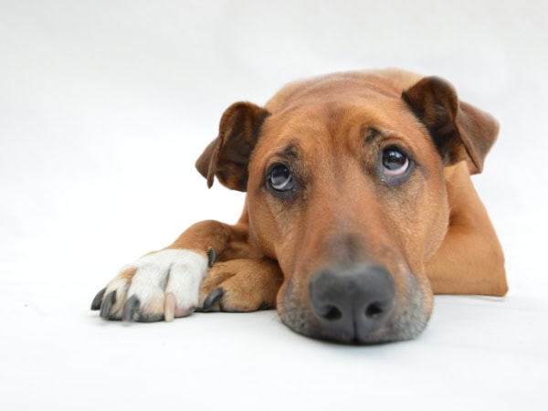 hund-mit-traurigem-blick