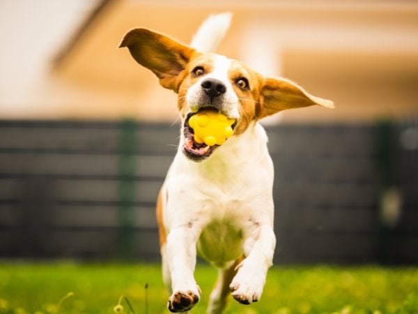 hund-spielt-und-rennt-mit-einem-ball-im-maul