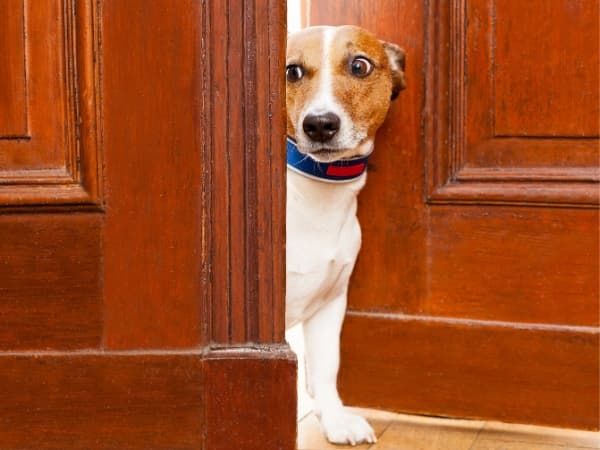 hund-steht-in-einem-tuerspalt