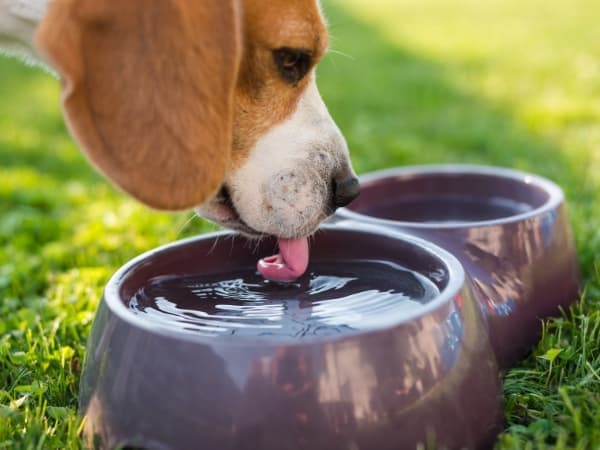 hund-trinkt-wasser-aus-einem-napf