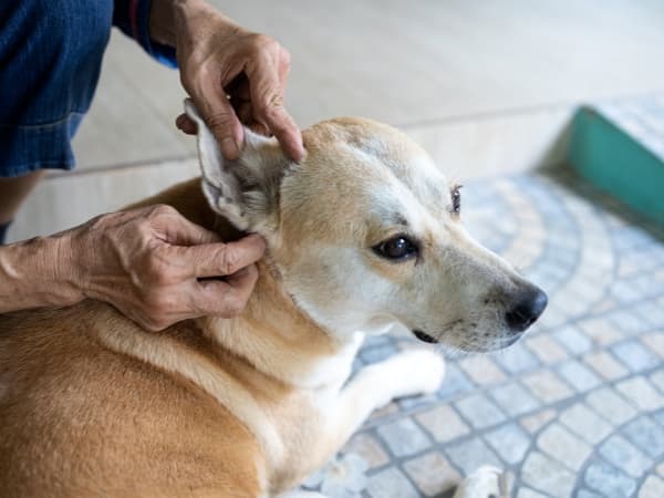 hund-wird-auf-floehe-untersucht