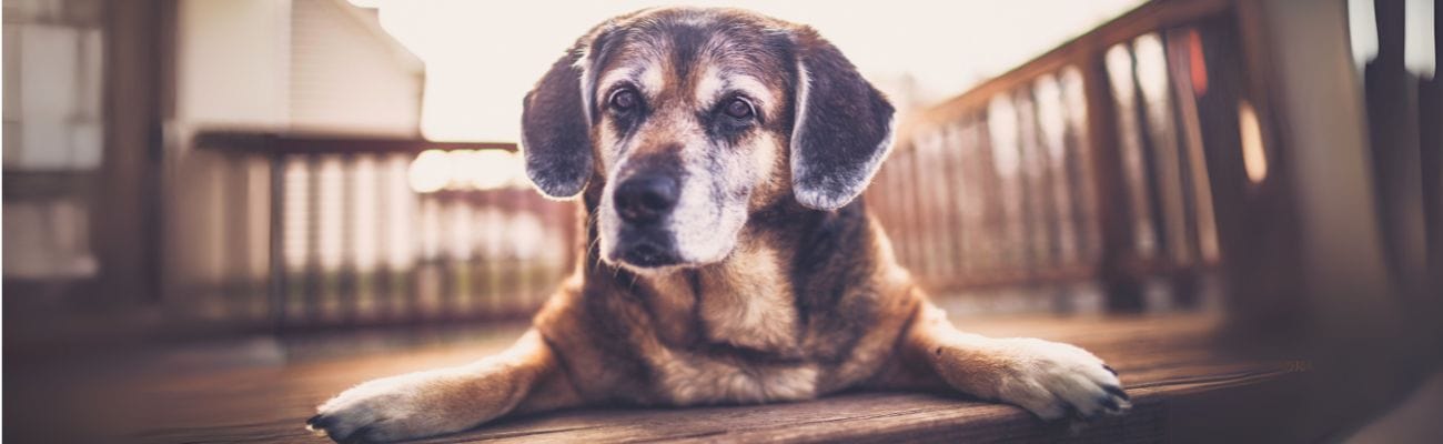 senior-hund-liegt-auf-einer-terrasse