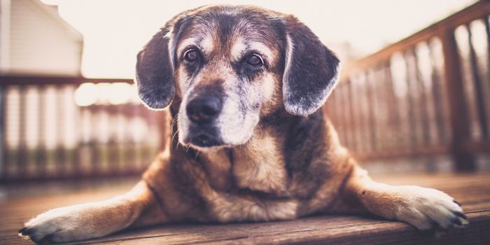 senior-hund-liegt-auf-einer-terrasse