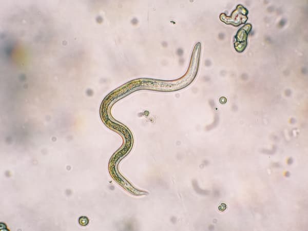 spulwurm-beim-hund-toxocara-canis