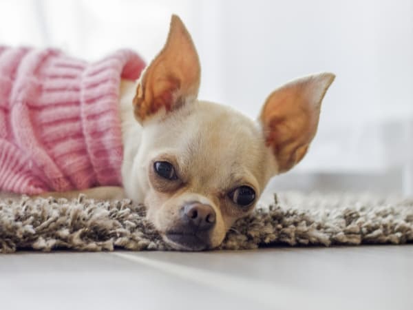 trauriger-chihuahua-liegt-auf-einem-teppich