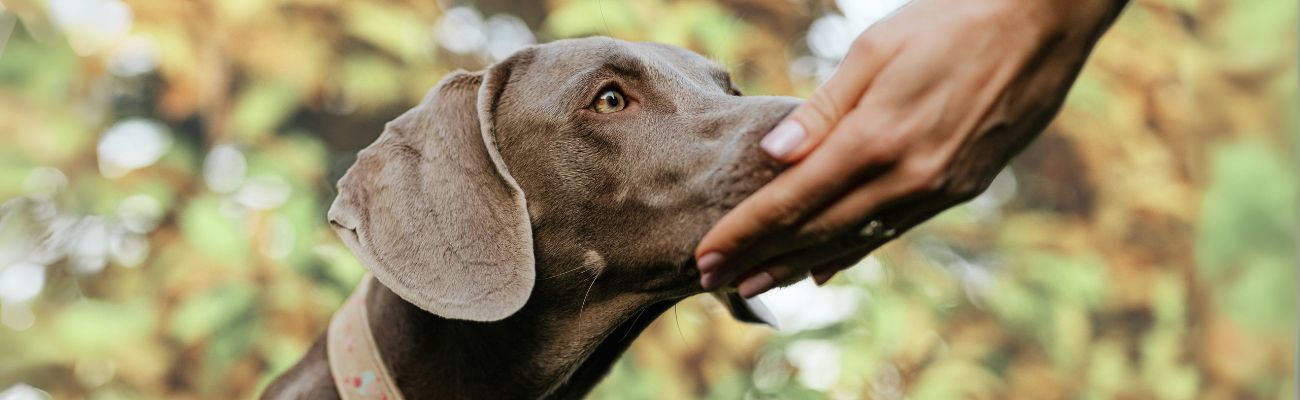 weimaraner-hund-riecht-an-einer-hand