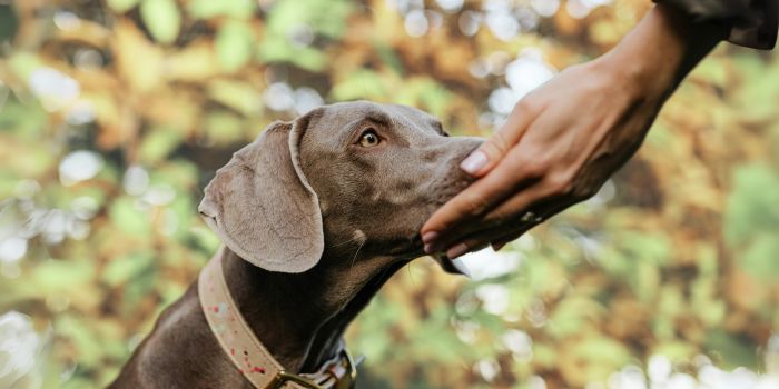weimaraner-hund-riecht-an-einer-hand