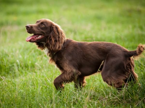 american-water-spaniel-auf-einer-wiese