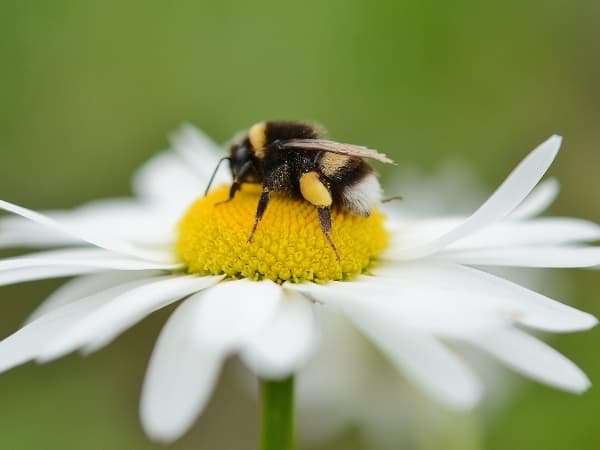 biene-sitzt-auf-einem-gaensebluemchen