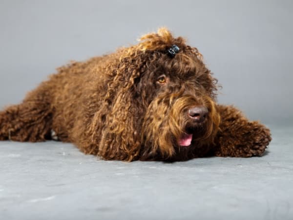 franzoesischer-wasserhund-liegt-auf-dem-boden