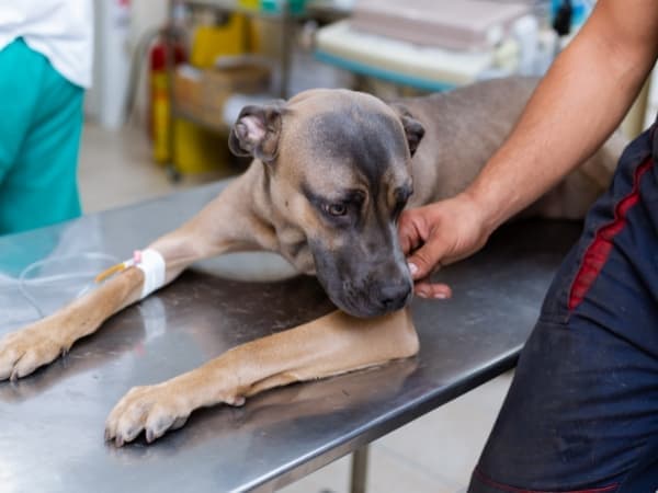 hund-bekommt-eine-infusion-beim-tierarzt