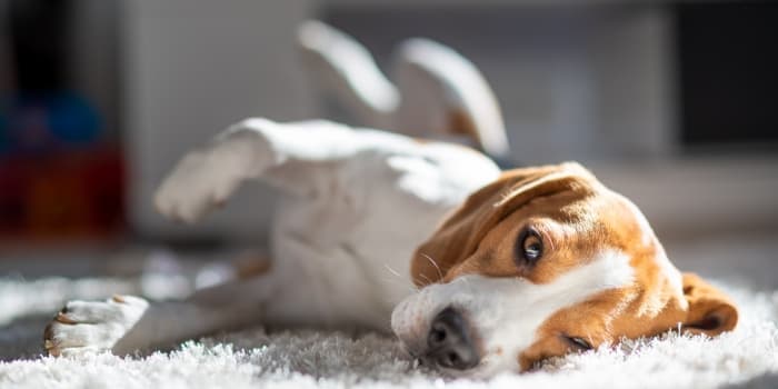 hund-liegt-auf-einem-teppich