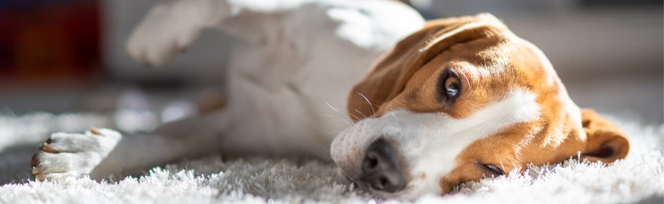 hund-liegt-auf-einem-teppich