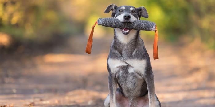 hund-mit-dummy-im-maul