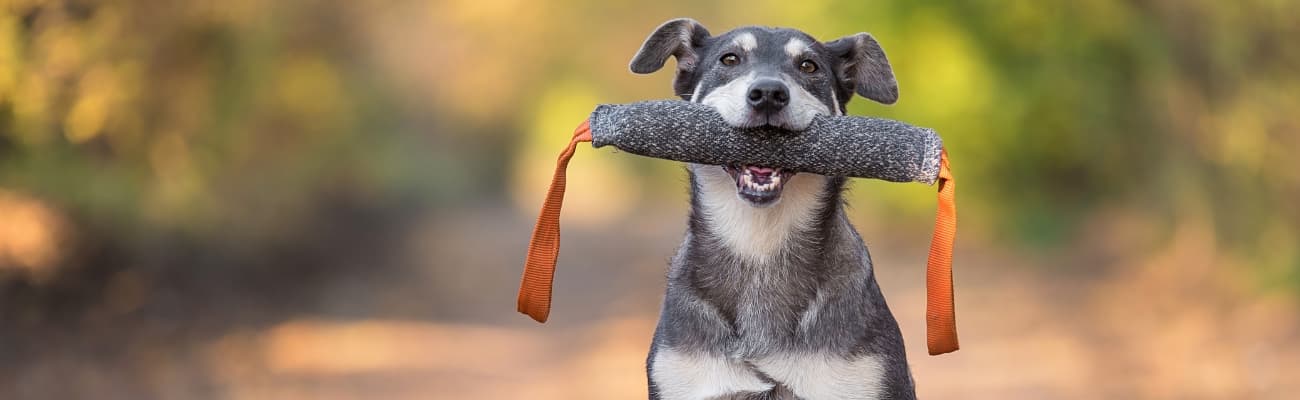 hund-mit-dummy-im-maul