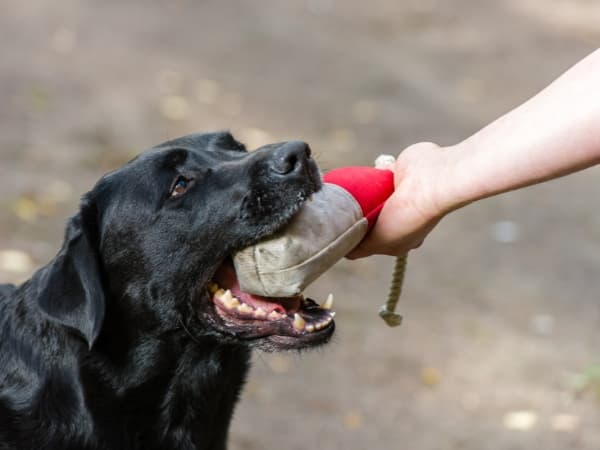 hund-nimmt-dummy-ins-maul