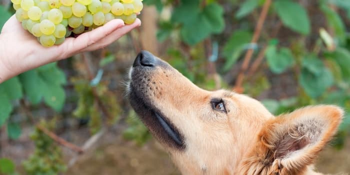 hund-schaut-auf-eine-hand-mit-weintrauben