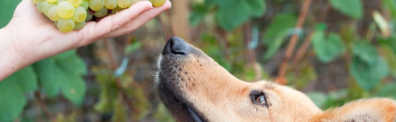 hund-schaut-auf-eine-hand-mit-weintrauben