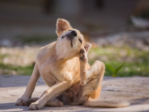 hund-sitzt-auf-dem-boden-und-kratzt-sich