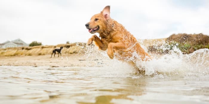 hund-springt-im-wasser-umher