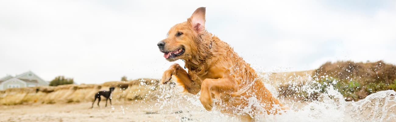hund-springt-im-wasser-umher