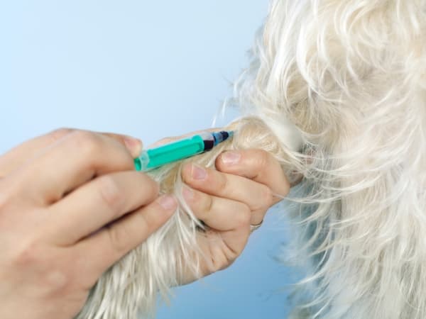 hund-wird-blut-entnommen
