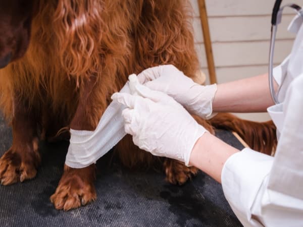 hund-wird-ein-verband-umgewickelt