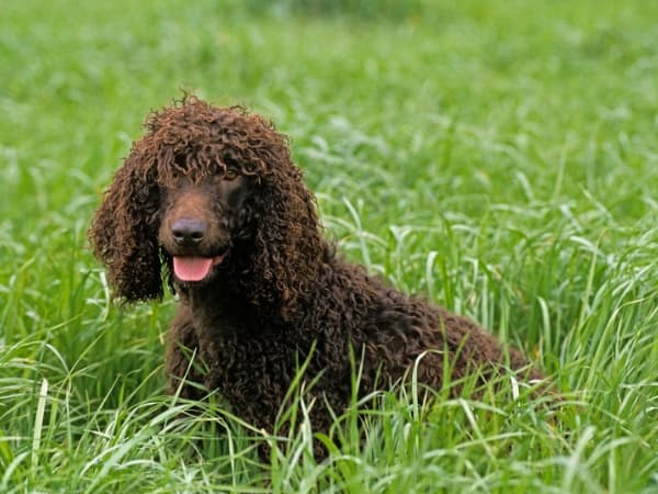 irischer-wasserhund-im-gras