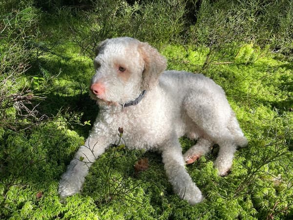 lagotto-romagnolo-liegt-auf-einer-wiese