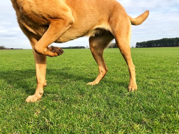 lahmender-hund-auf-einer-wiese