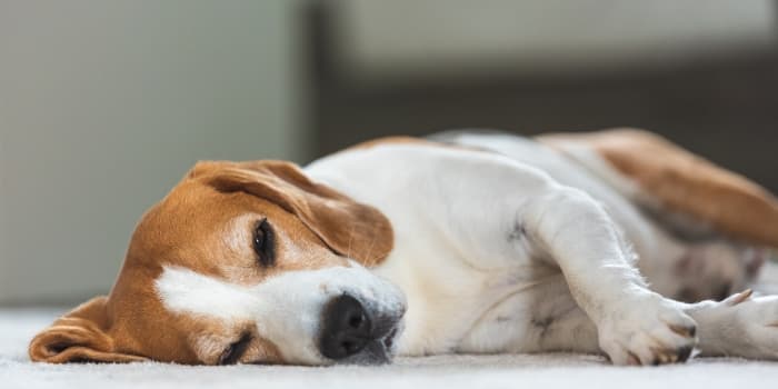 mueder-hund-liegt-auf-einem-teppich