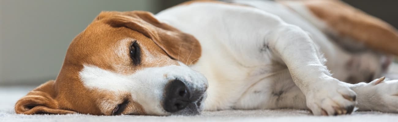 mueder-hund-liegt-auf-einem-teppich