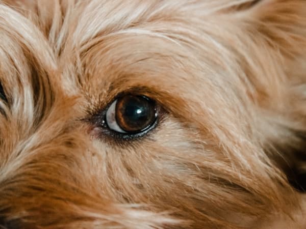 nahaufnahme-vom-auge-eines-hundes