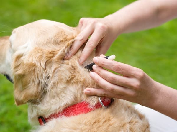 pinzette-entfernt-stachel-aus-dem-fell-eines-golden-retrievers