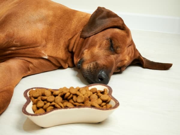 schlafender-hund-liegt-vor-einem-futternapf