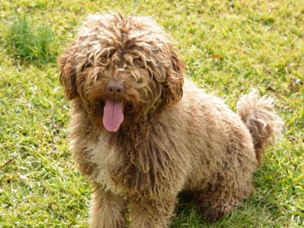 spanischer-wasserhund-auf-einer-wiese