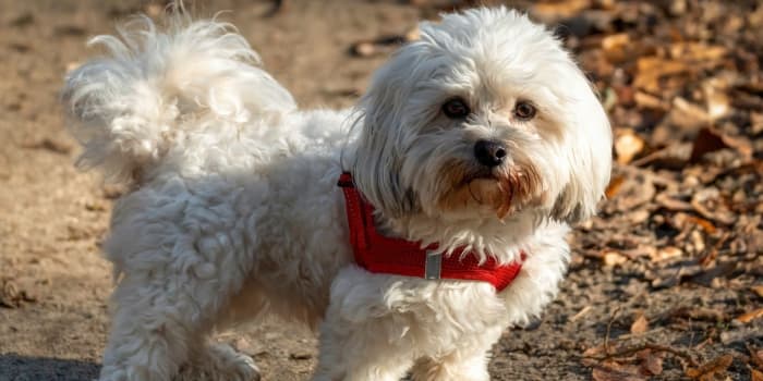 weisser-hund-mit-brauner-fellverfaerbung-am-maul