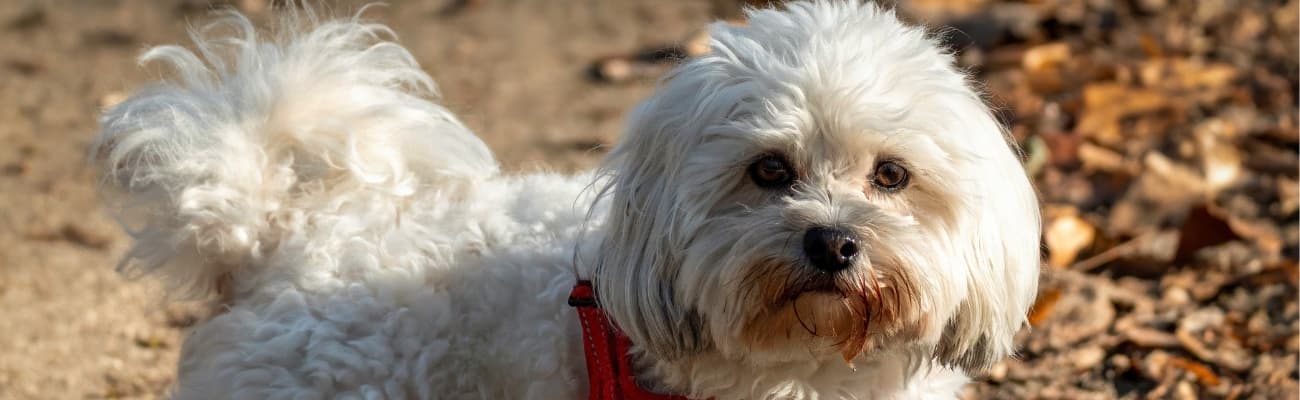 weisser-hund-mit-brauner-fellverfaerbung-am-maul